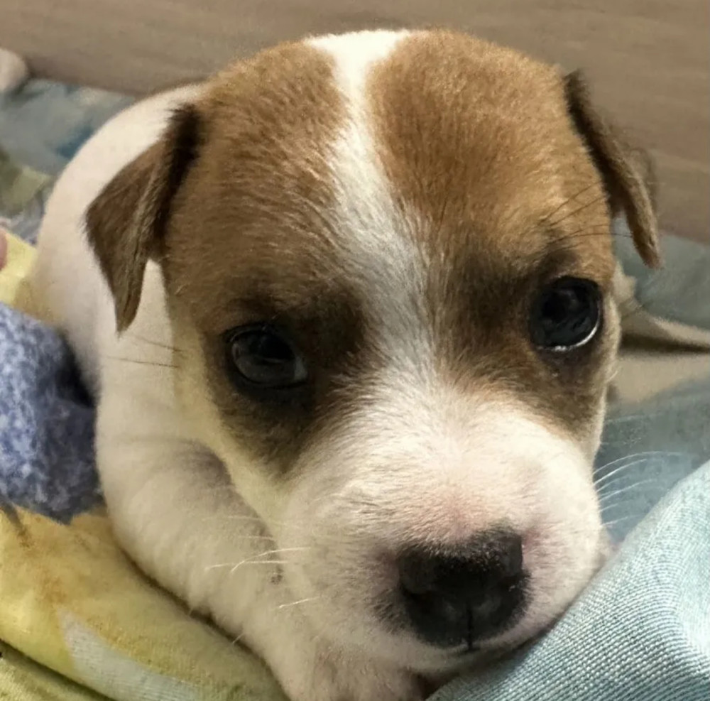 Jack Russell Terrier Puppies for Sale in Pennsylvania (PA)