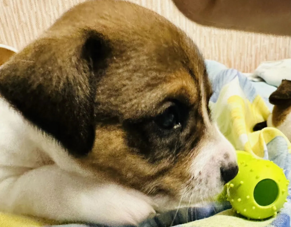 Jack Russell Terrier Puppies for Sale in Pennsylvania (PA)