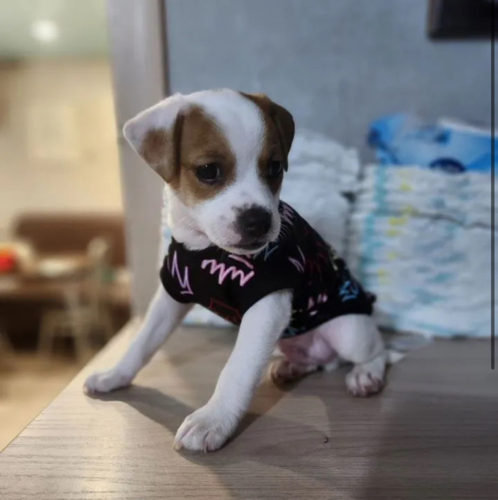 Jack Russell Terrier Puppies for Sale in New York (NY)
