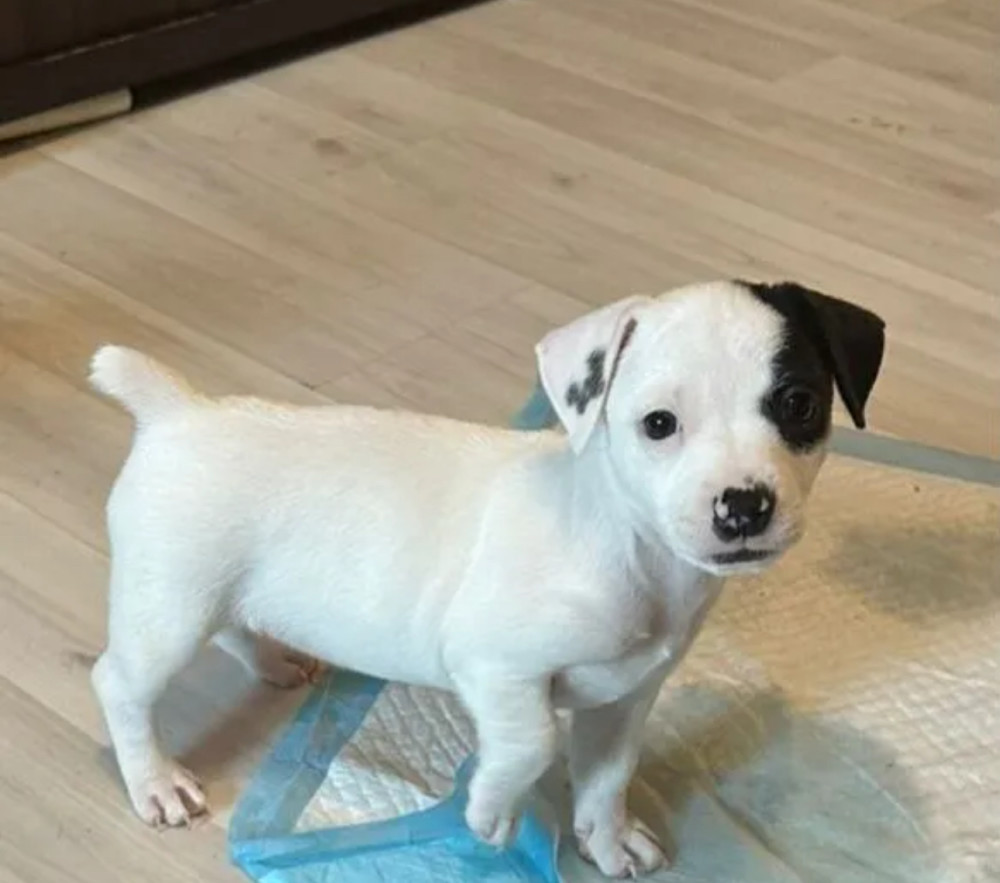 Jack Russell Terrier Puppies for Sale in New York (NY)