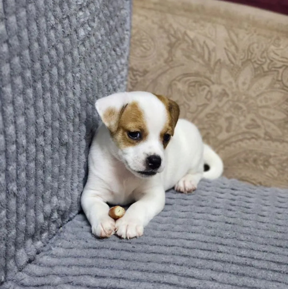 Jack Russell Terrier Puppies for Sale in New York (NY)