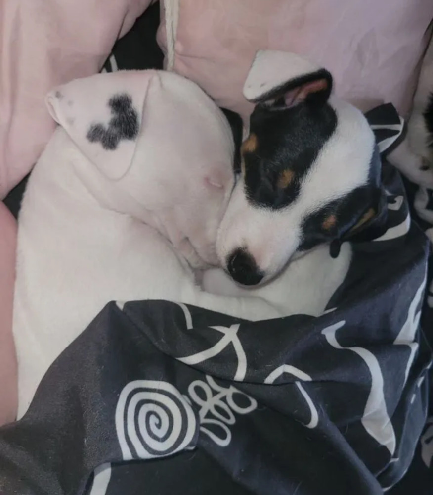 Jack Russell Terrier Puppies for Sale in Texas (TX)
