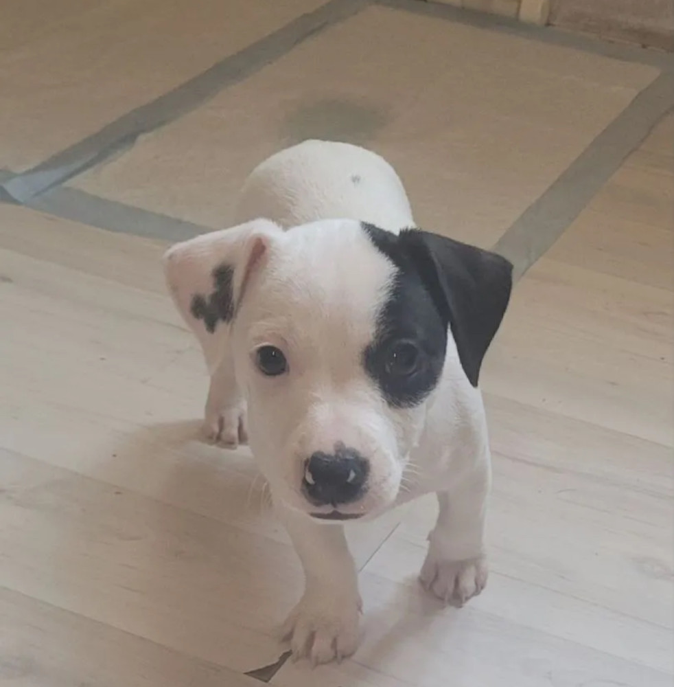 Jack Russell Terrier Puppies for Sale in Texas (TX)