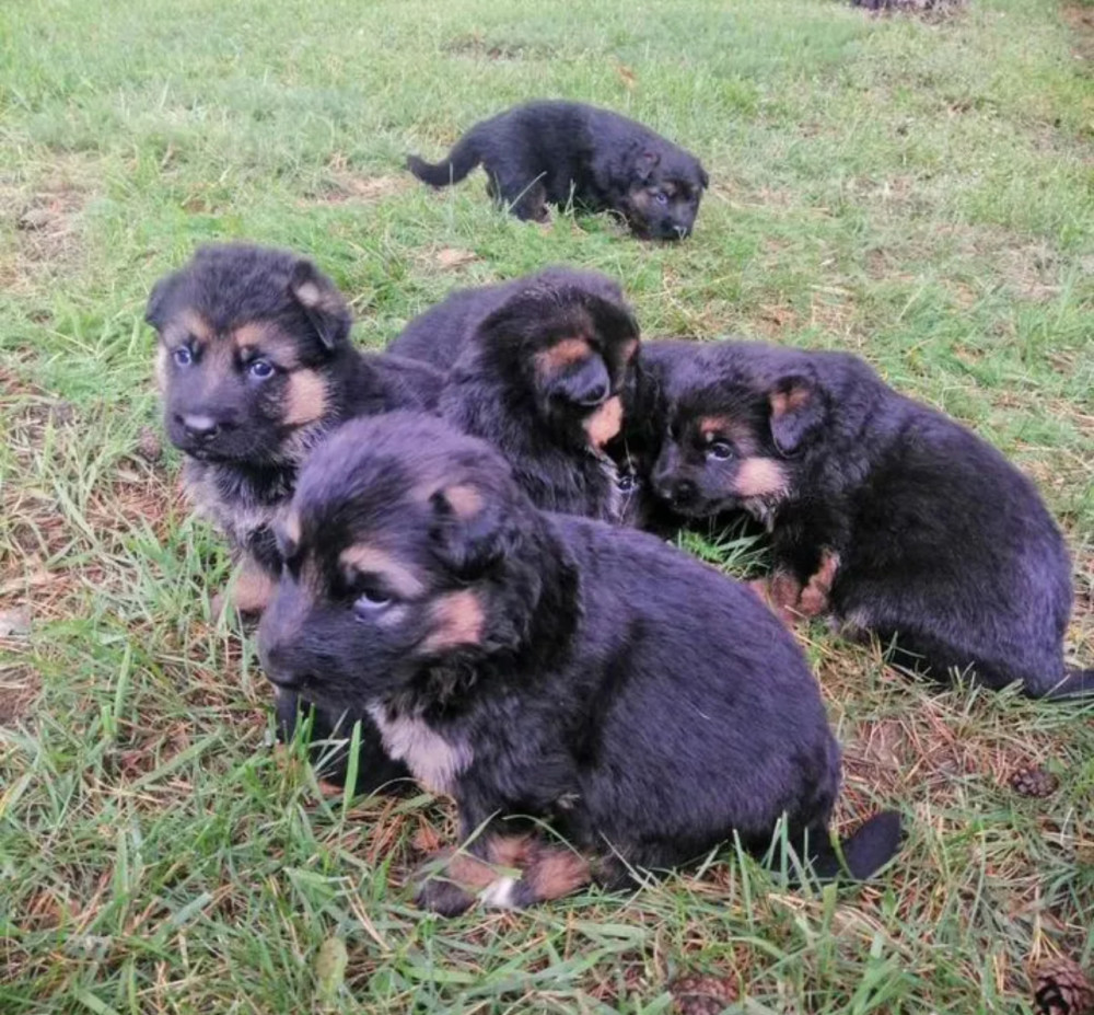 German Shepherd Puppies for Sale in Texas (TX)