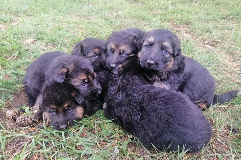 German Shepherd Puppies for Sale in Texas (TX)