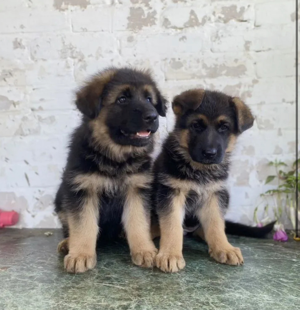 German Shepherd Puppies for Sale in California (CA)
