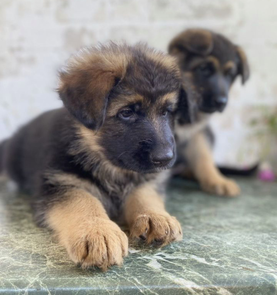 German Shepherd Puppies for Sale in California (CA)