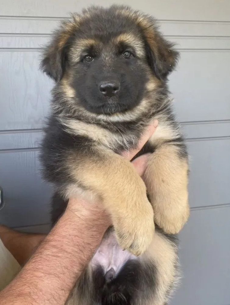German Shepherd Puppies for Sale in California (CA)