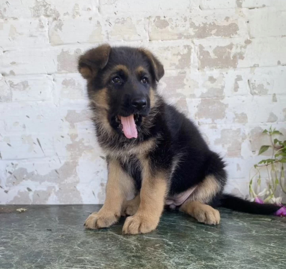 German Shepherd Puppies for Sale in California (CA)