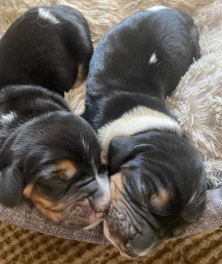 Basset Hound Puppies for Sale in New York (NY)
