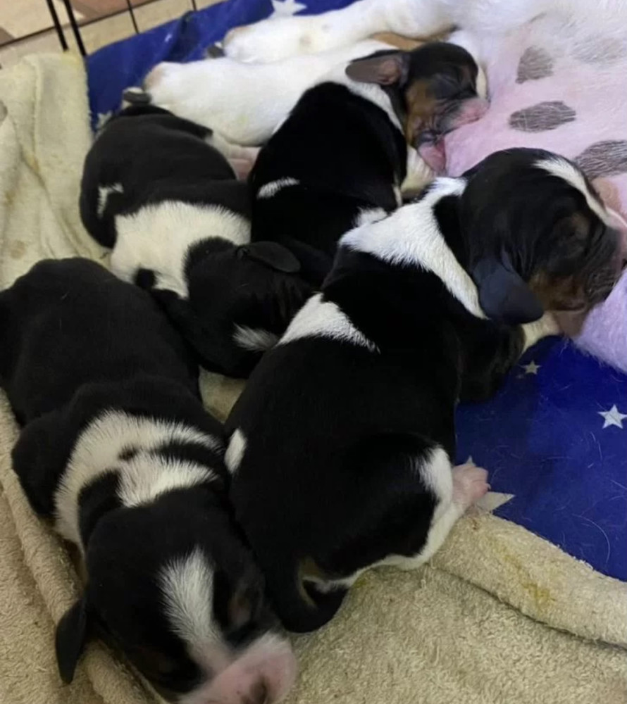 Basset Hound Puppies for Sale in New York (NY)