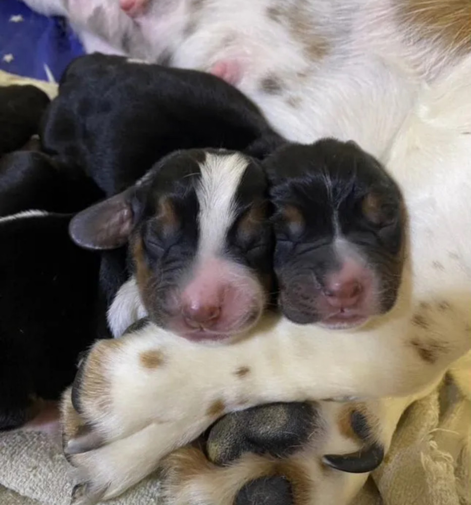 Basset Hound Puppies for Sale in New York (NY)
