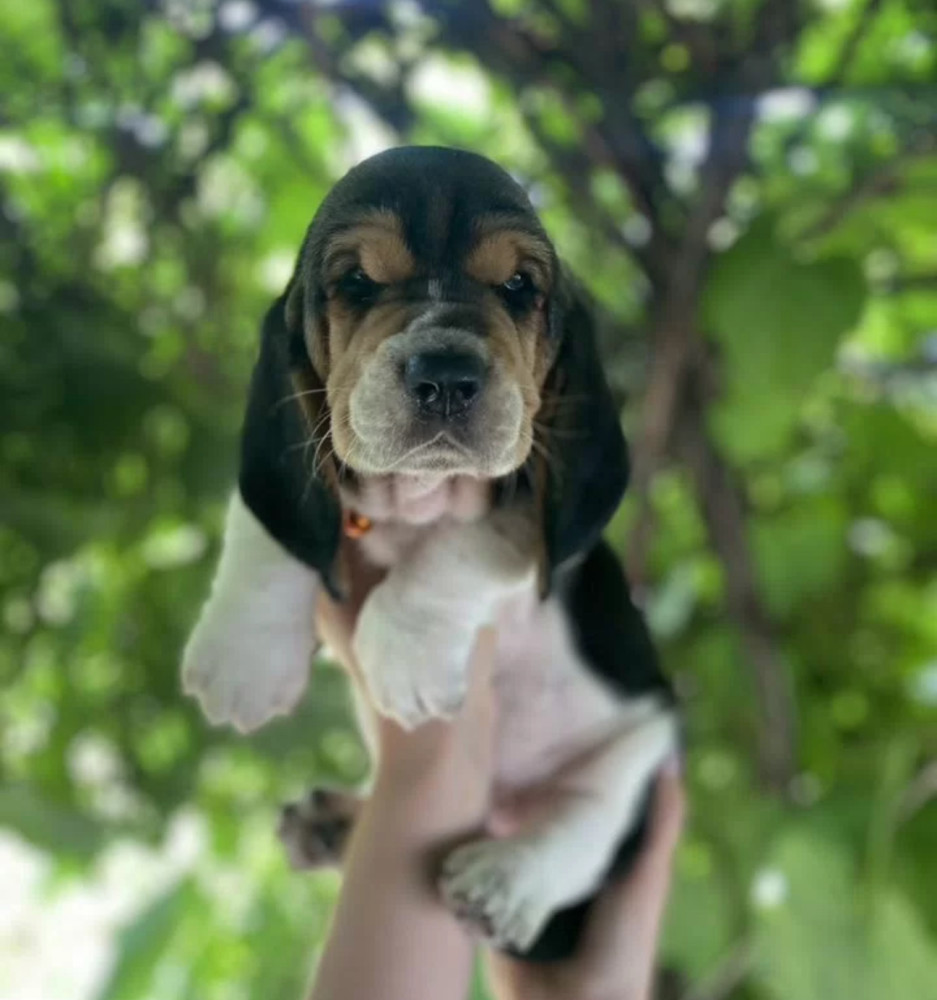 Basset Hound Puppies for Sale in Illinois (IL)