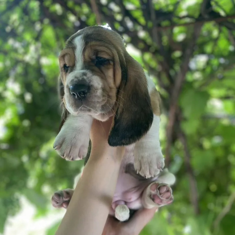 Basset Hound Puppies for Sale in Illinois (IL)