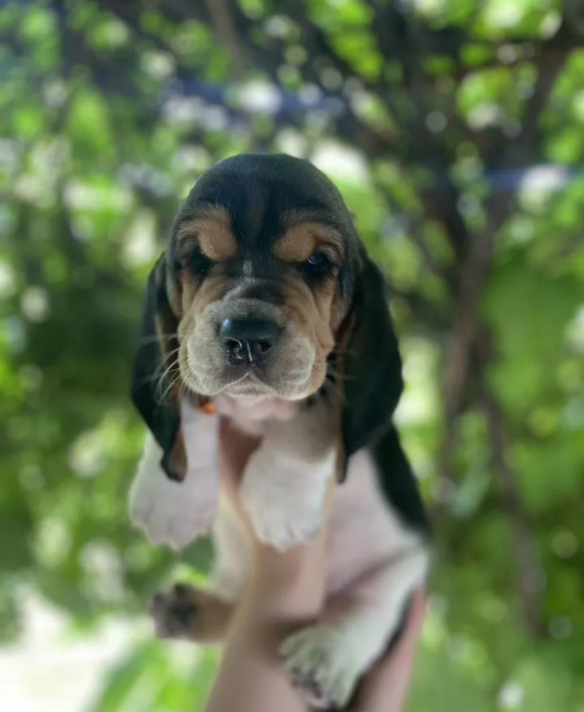 Basset Hound Puppies for Sale in Illinois (IL)