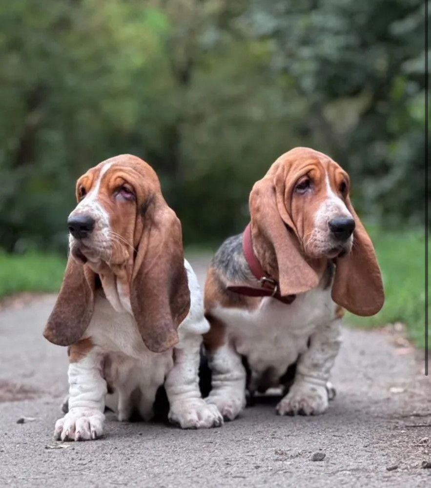 Basset Hound Puppies for Sale in Georgia (GA)
