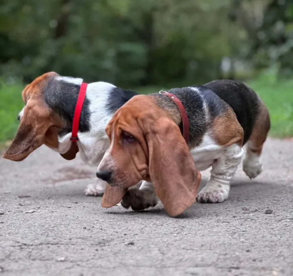 Basset Hound Puppies for Sale in Georgia (GA)