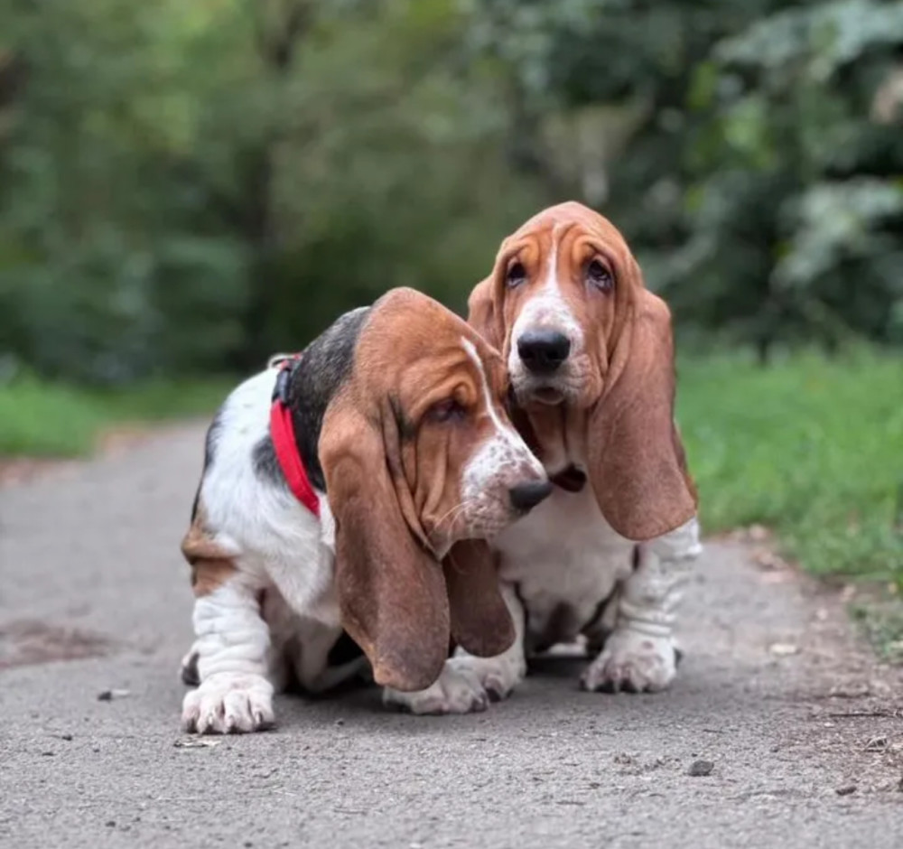 Basset Hound Puppies for Sale in Georgia (GA)
