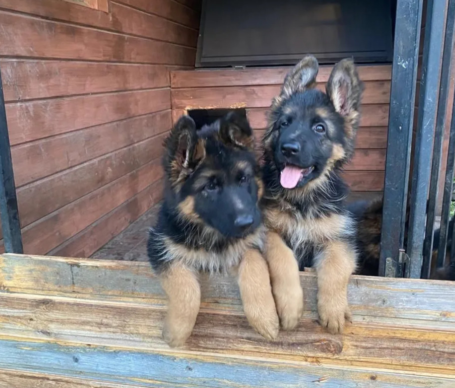 German Shepherd Puppies for Sale in New York (NY)