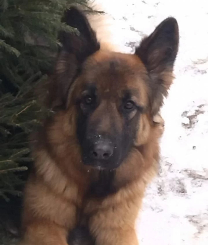 German Shepherd Puppies for Sale in New York (NY)