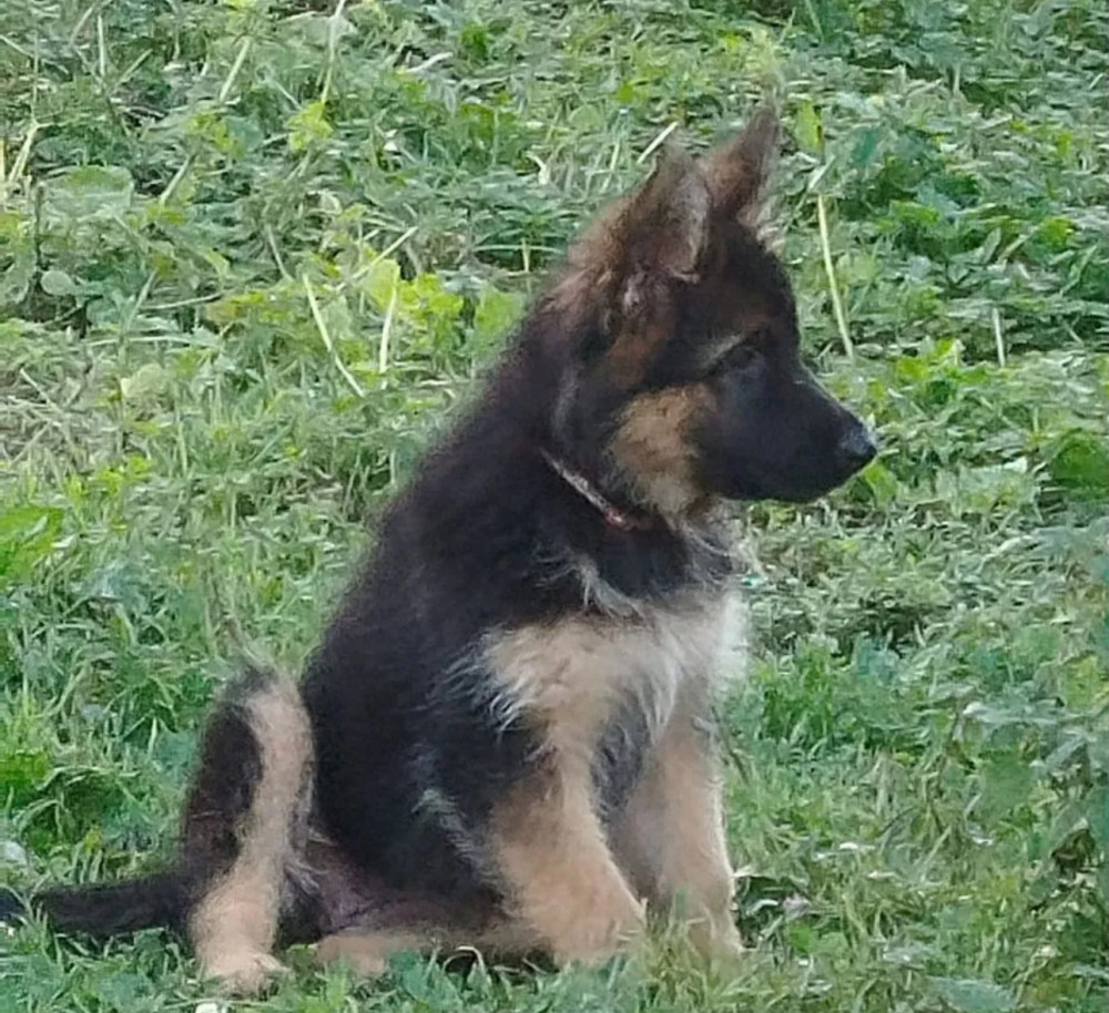German Shepherd Puppies for Sale in New York (NY)