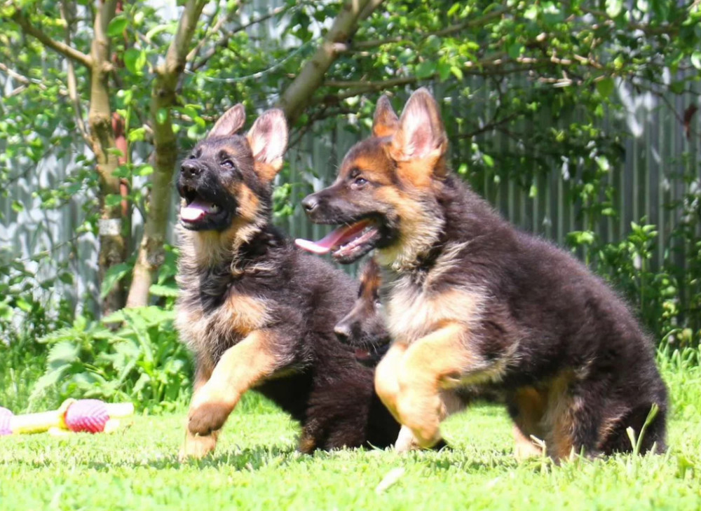German Shepherd Puppies for Sale in Florida (FL)