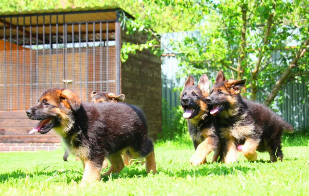 German Shepherd Puppies for Sale in Florida (FL)