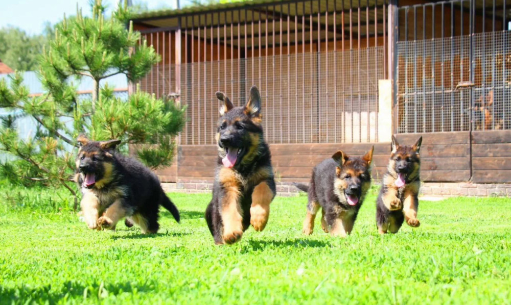 German Shepherd Puppies for Sale in Florida (FL)