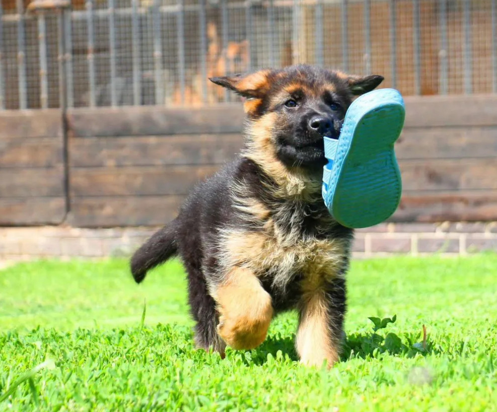 German Shepherd Puppies for Sale in Florida (FL)