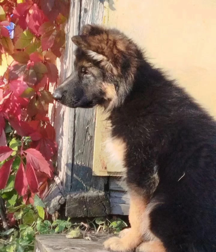 German Shepherd Puppies for Sale in Florida (FL)