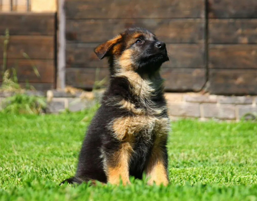 German Shepherd Puppy for Sale in New York (NY)
