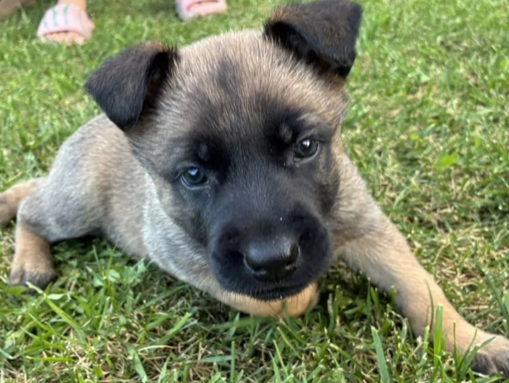 German Shepherd Puppy for Sale in New York (NY)