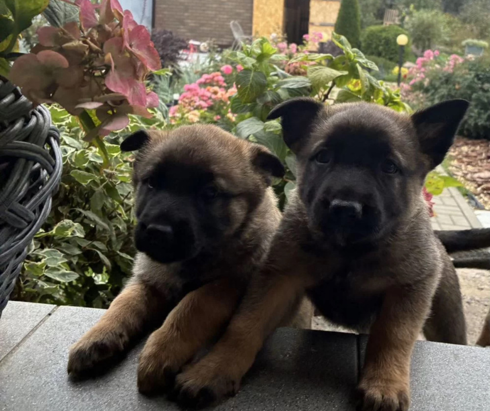 German Shepherd Puppy for Sale in New York (NY)
