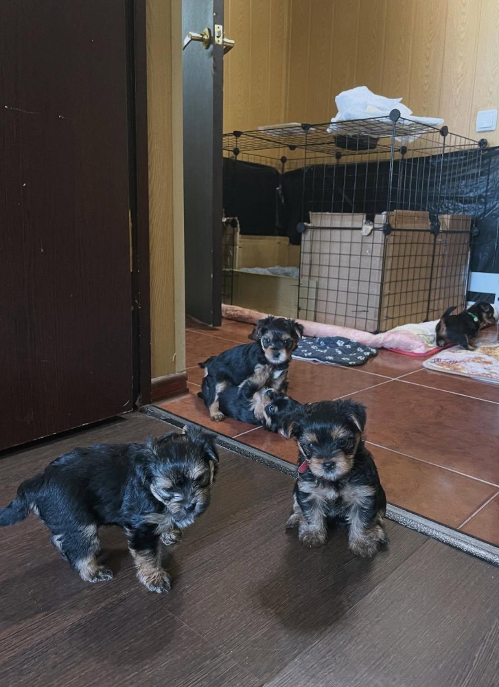 TEACUP YORKIE PUPPIES FOR REHOMING