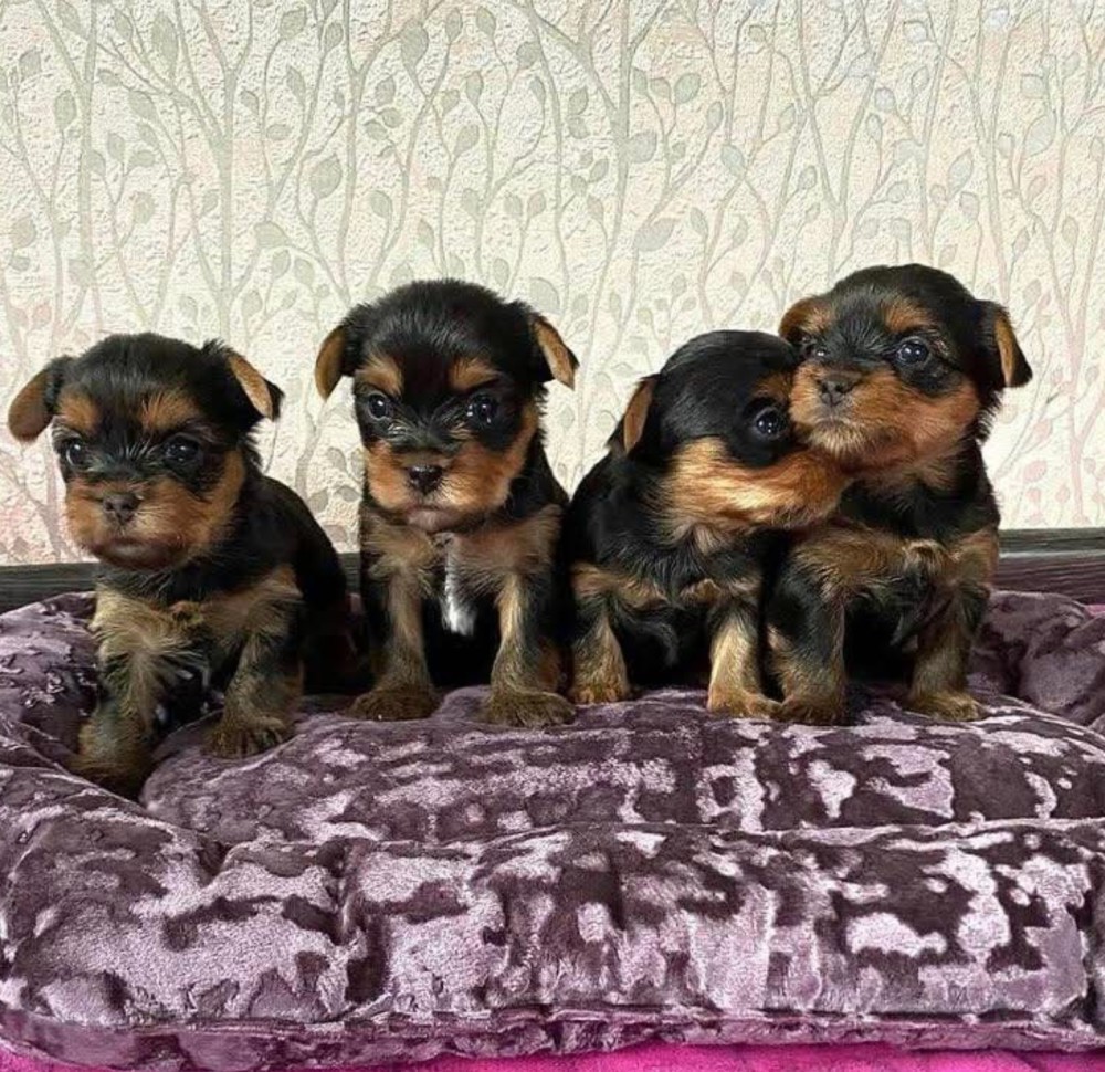 LOOKING FOR A TEACUP YORKIE PUPPY