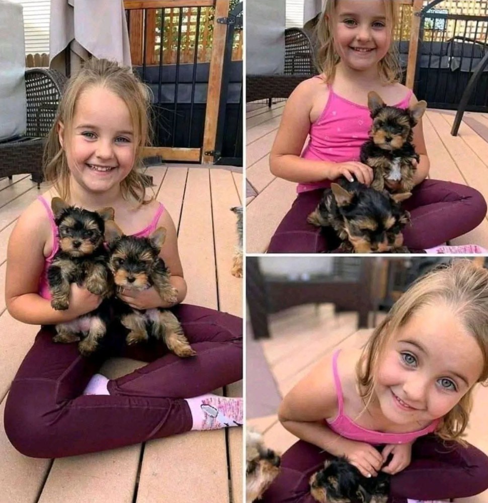 TEACUP YORKIE PUPPIES CENTER