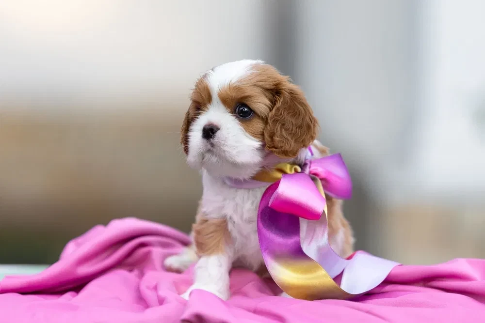 Cavalier King Charles Spaniel puppies, 7 weeks old, Pompano Beach (Florida)
