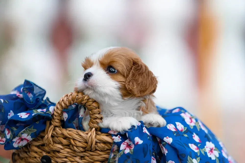 Cavalier King Charles Spaniel puppies, 7 weeks old, Pompano Beach (Florida)