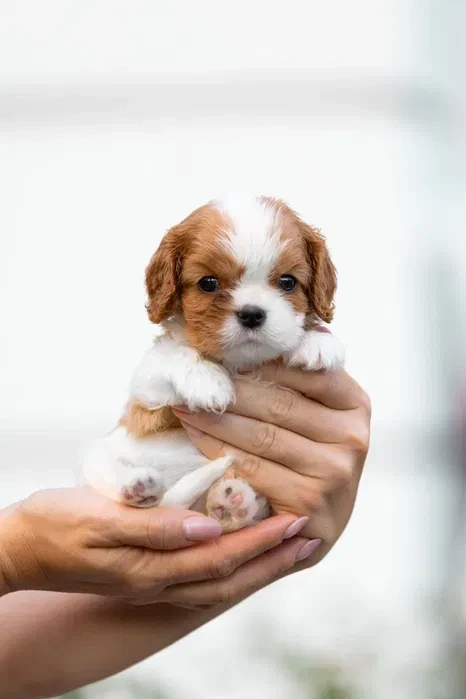 Cavalier King Charles Spaniel puppies, 7 weeks old, Pompano Beach (Florida)