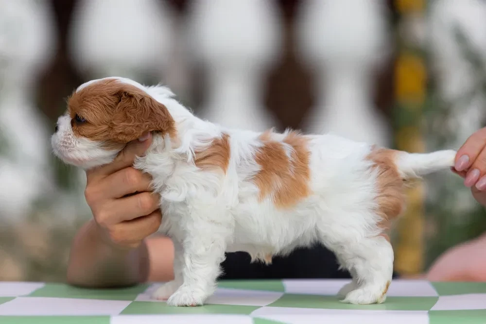 Cavalier King Charles Spaniel puppies, 7 weeks old, Pompano Beach (Florida)