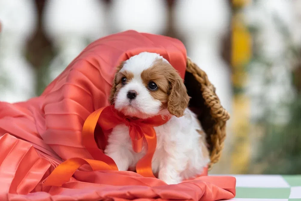 Cavalier King Charles Spaniel puppies, 7 weeks old, Pompano Beach (Florida)
