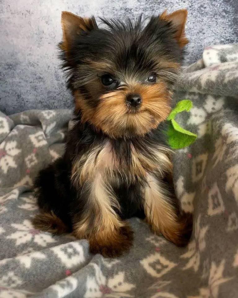 TEACUP YORKIE PUPPIES FOR REHOMING