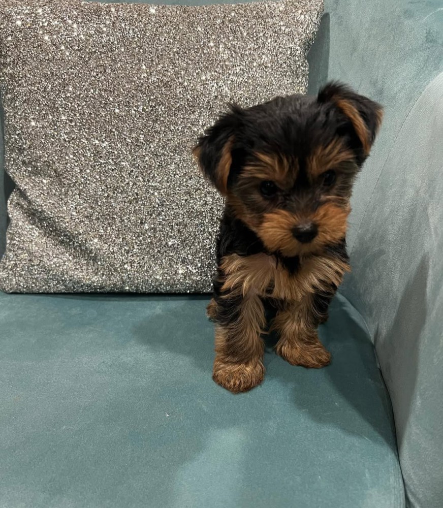 YORKSHIRE TERRIER PUPPIES FOR SALE