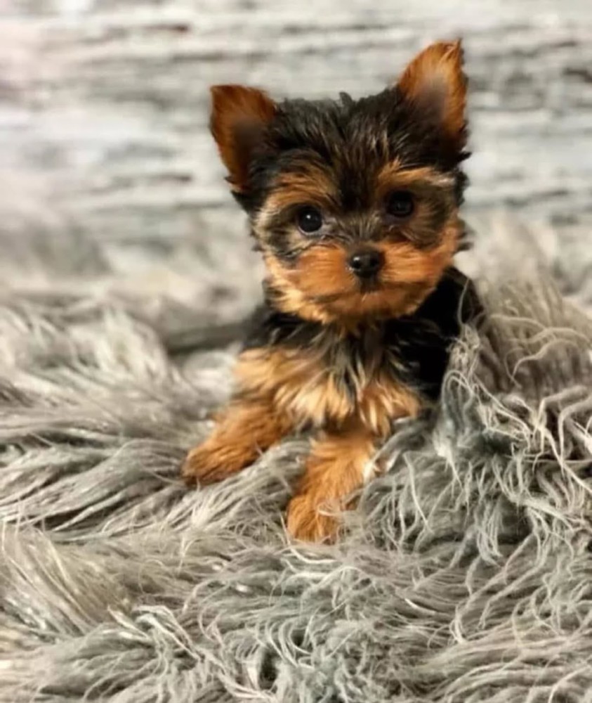 CUTE TEACUP YORKIE PUPPIES FOR REHOMING