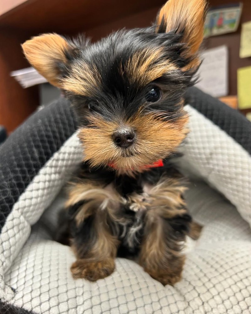 TEACUP YORKIE PUPPIES FOR SALES