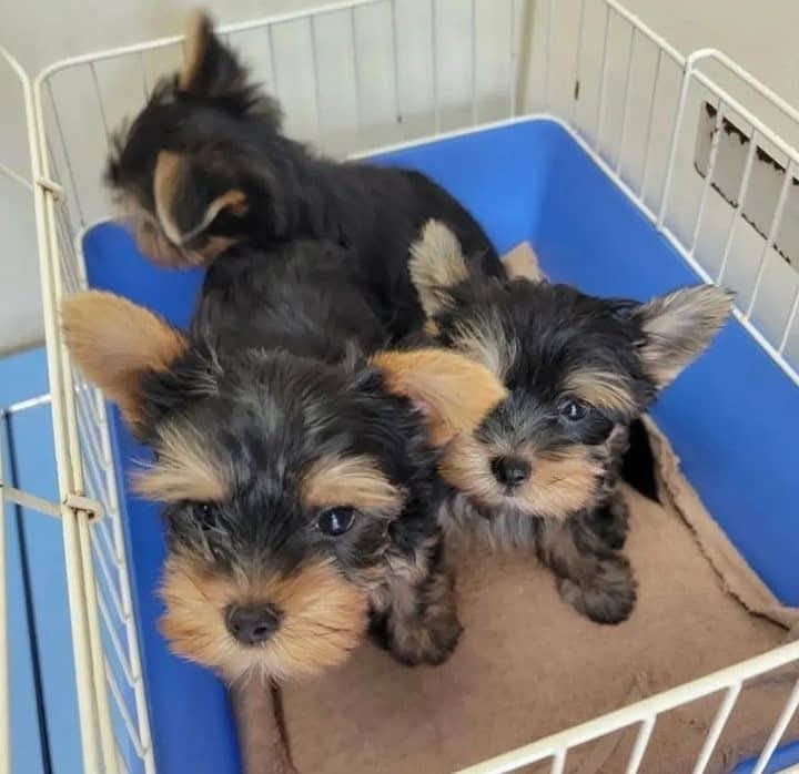 AVAILABLE YORKIE PUPPIES FOR REHOMING