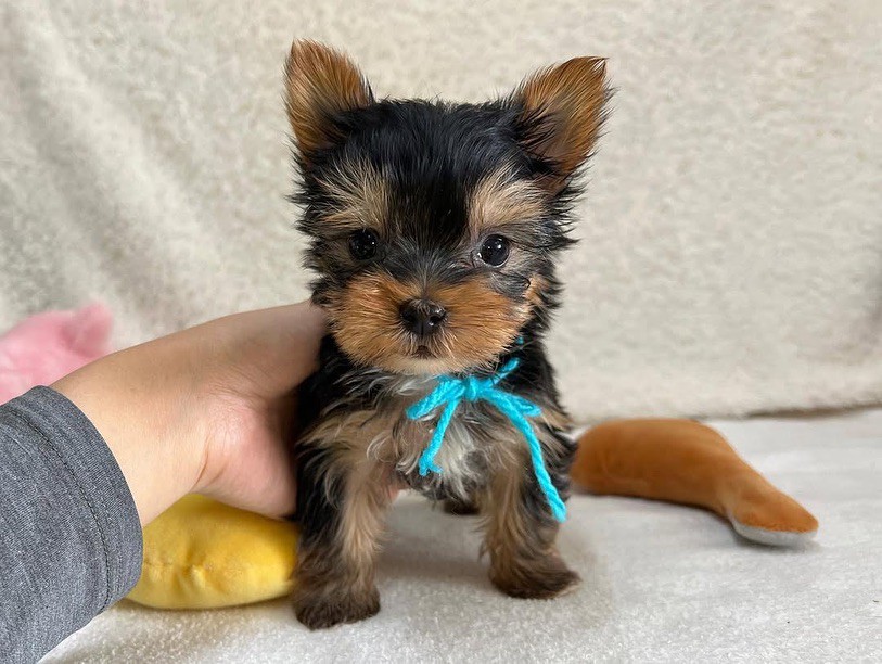 CHRISTMAS TEACUP YORKIE PUPPIES AVAILABLE