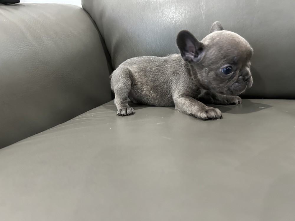 Adorable Purebred Frenchie