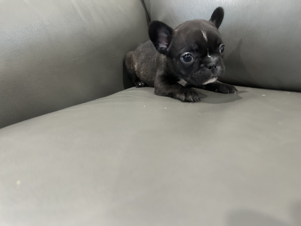 Adorable Purebred Frenchie