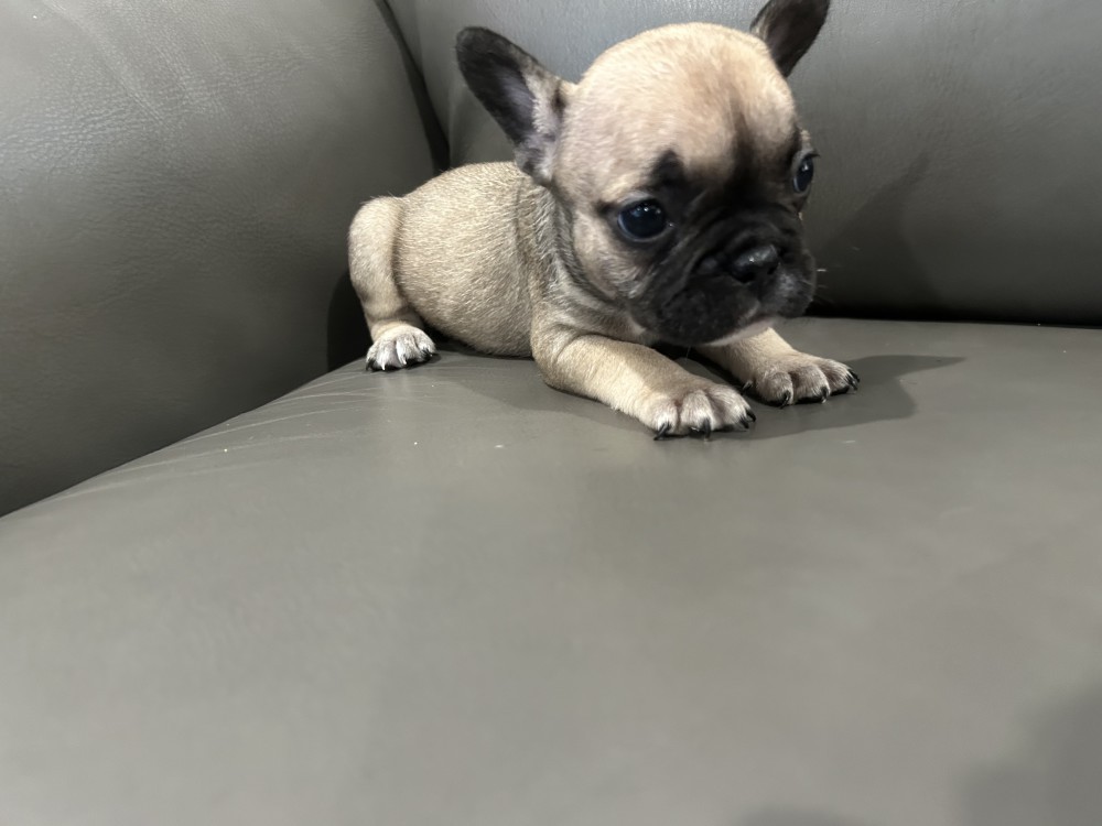 Adorable Purebred Frenchie